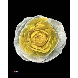 Brassica White - Yellow