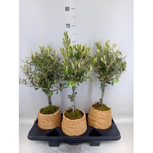 Arr.   Tuinplanten H%