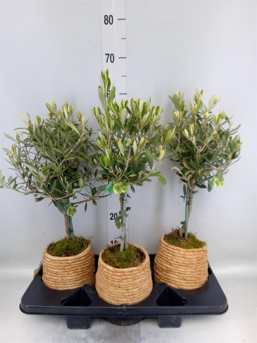 <h4>Arr.   Tuinplanten H%</h4>