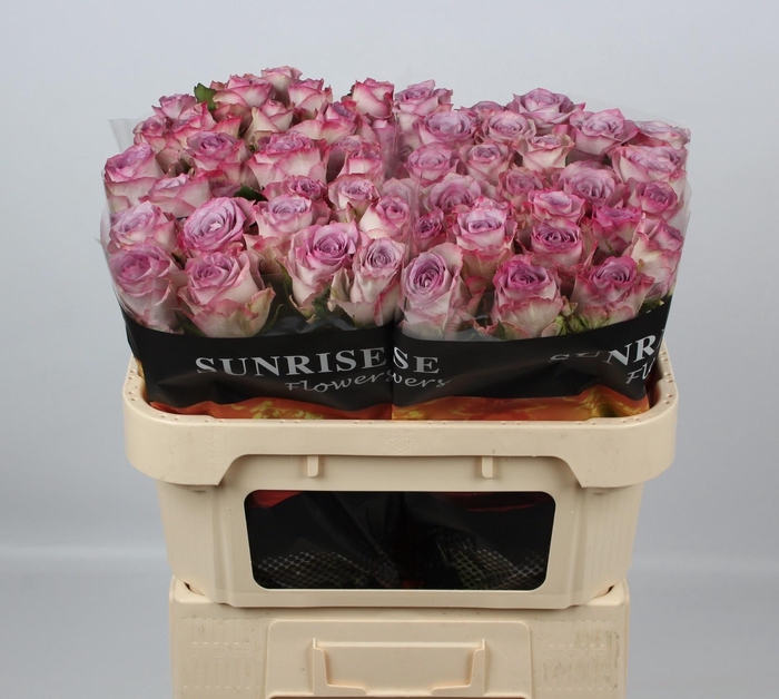 <h4>R GR NOVA ZEMBLA+</h4>