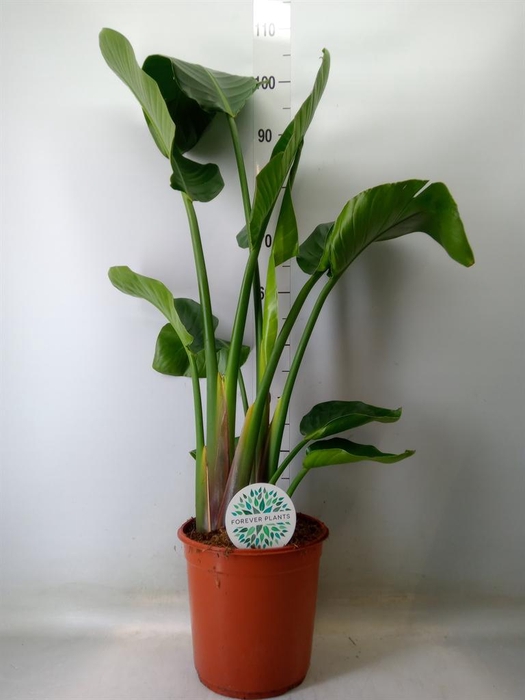 <h4>Strelitzia nicolai</h4>