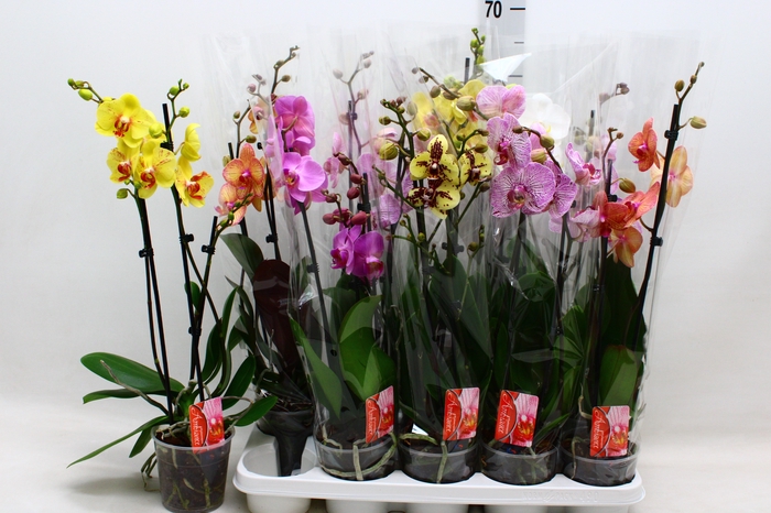 <h4>PHAL GEM 7 KL</h4>