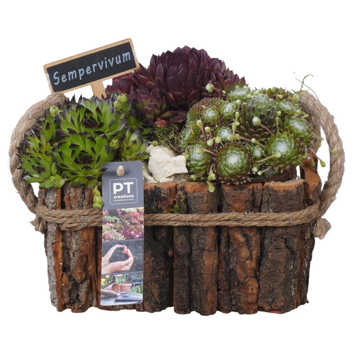 <h4>Arr. Sempervivum L%</h4>