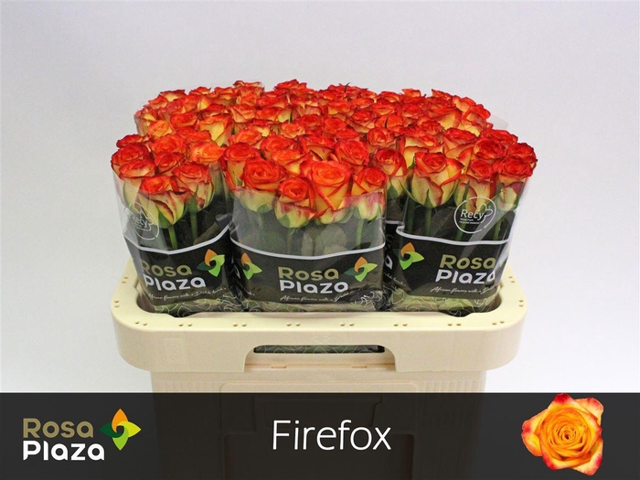 <h4>R Gr Firefox</h4>