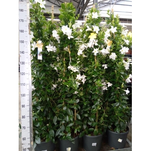 Mandevilla sand. 'SumStar White'