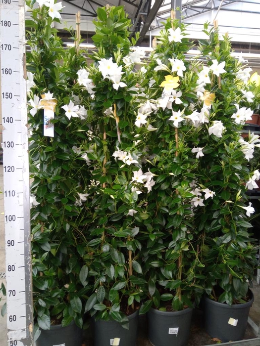 <h4>Mandevilla sand. 'SumStar White'</h4>