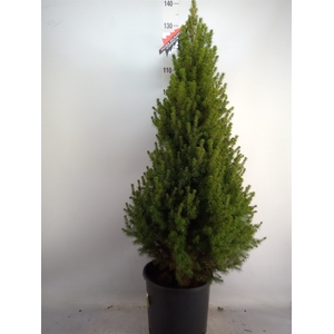 Picea glauca 'Conica'