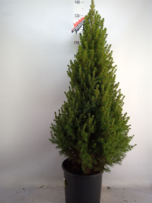 <h4>Picea glauca 'Conica'</h4>