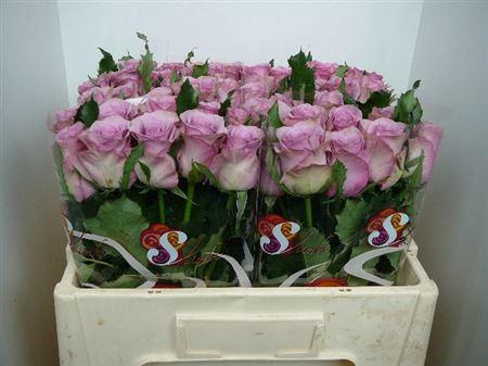 <h4>R Gr Nightingale!</h4>