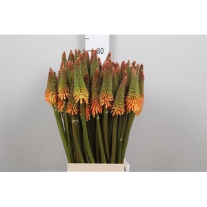 Kniphofia Alcazar