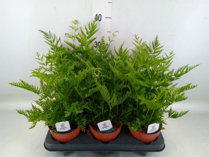 <h4>Pteris straminea</h4>