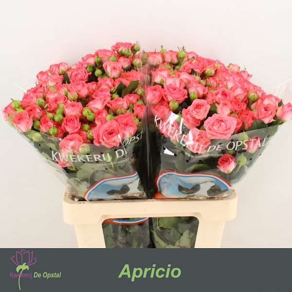 <h4>R Tr Apricio Opstal</h4>