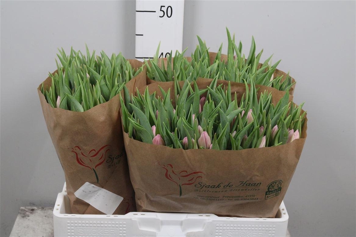 <h4>Tu En Aafke</h4>