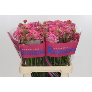 Ranunculus Poodle Ramlia