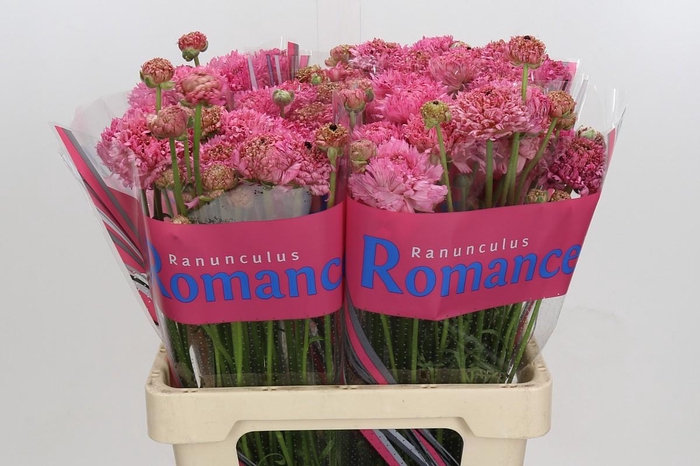 <h4>Ranunculus Poodle Ramlia</h4>