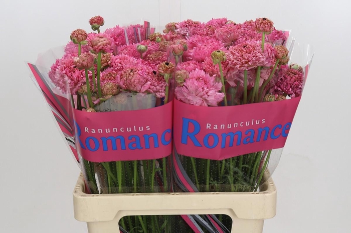 <h4>Ranunculus Romance Poodle Ramlia</h4>