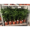 ** Dypsis Lutescens 25pp * Spring Deal *