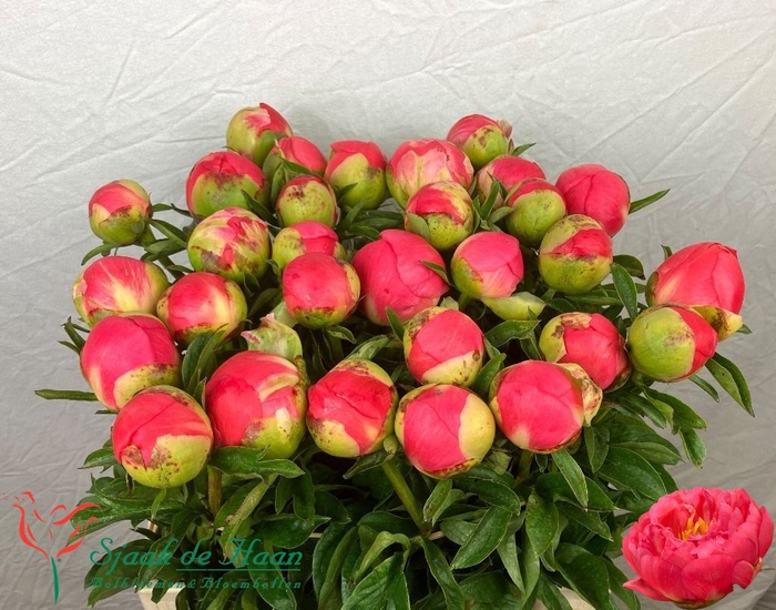 <h4>PAEO CORAL SUNSET</h4>