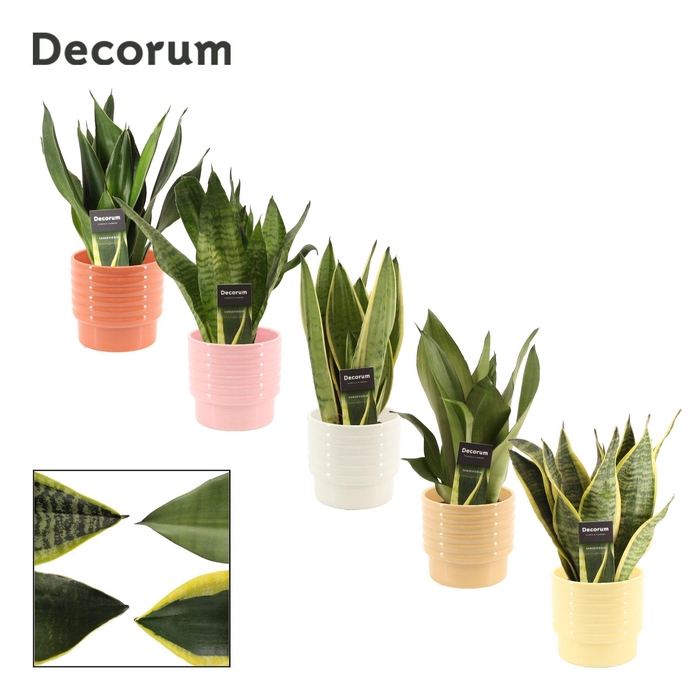<h4>Sansevieria Super Mix 12 cm in Naemi (Sympathetic moods-collecti</h4>
