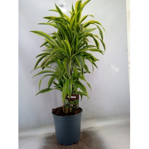 Dracaena fr de 'LemonLime'