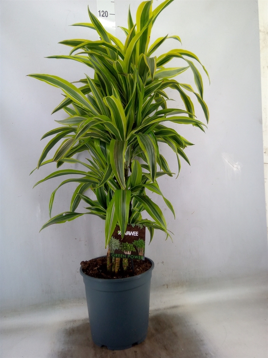 <h4>Dracaena fr de 'LemonLime'</h4>