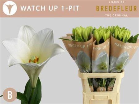 <h4>Li Lf Watch Up 1+</h4>