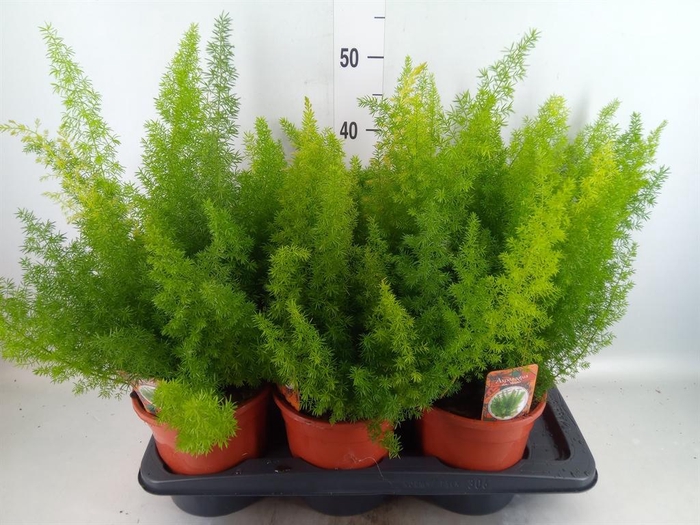 <h4>Asparagus dens. 'Meyers'</h4>