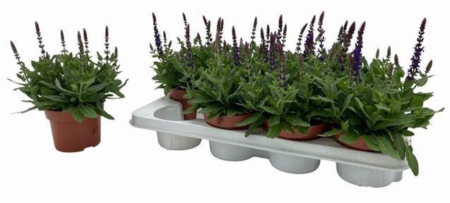 <h4>Salvia nemorosa Sensation Deep Blue</h4>