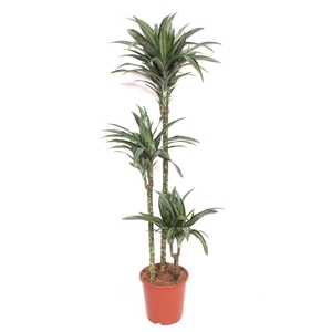 Dracaena Ulises 90-60-30