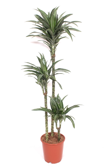 <h4>Dracaena Ulises 90-60-30</h4>