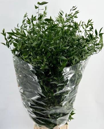 <h4>Ruscus Italia Long x5</h4>