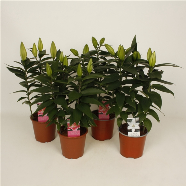 <h4>Lilium oriëntal mix 13 cm blanco hoes+etiket (or. lelie)</h4>