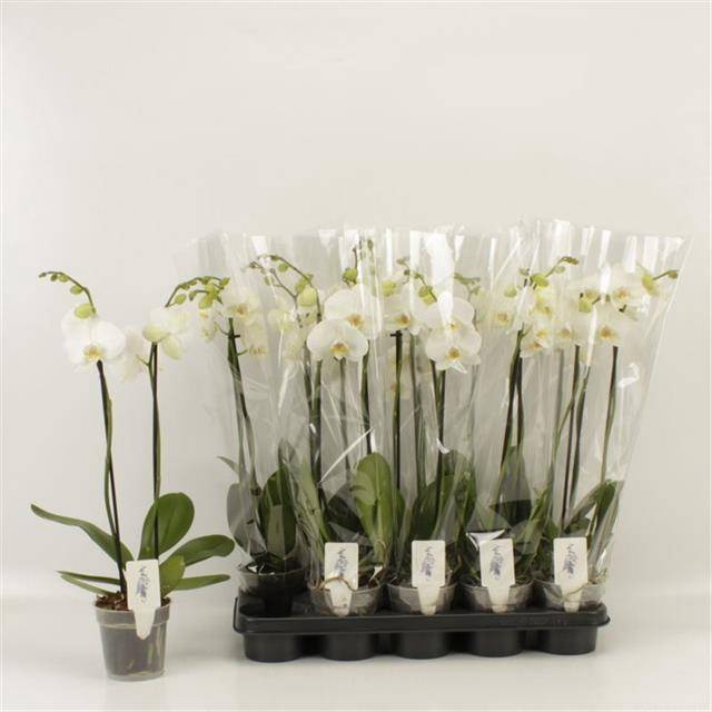 <h4>PHAL OV WIT</h4>