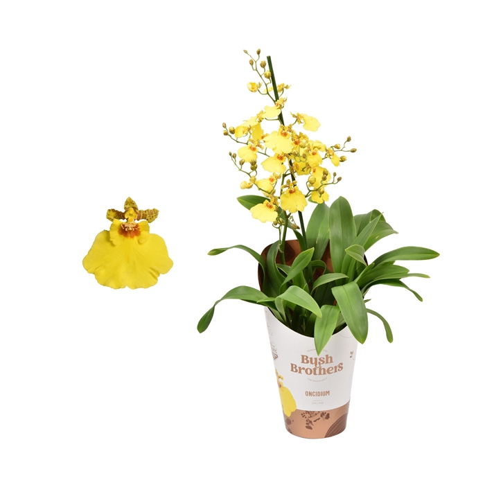 <h4>Oncidium minder vertakt 1 tak kort 12 cm</h4>