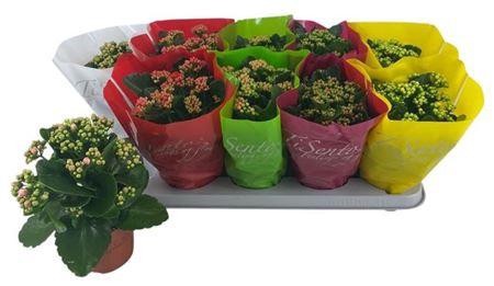 <h4>Kal Ge Gem P12</h4>