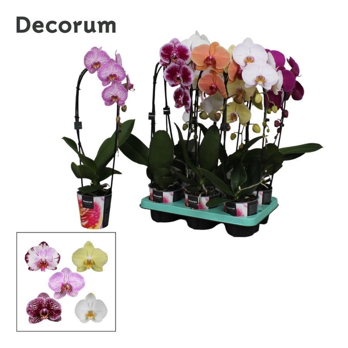 <h4>Phalaenopsis 1 tak Decorum Cascade mix</h4>