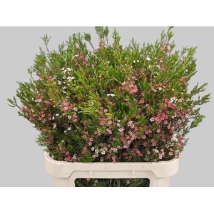 CHAME UN MY SWEET 16