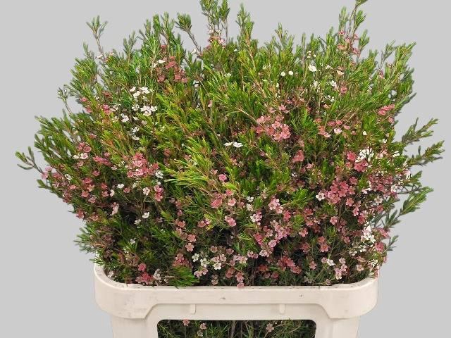 <h4>CHAME UN MY SWEET 16</h4>