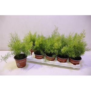 arr8 Aspar D Sprengeri