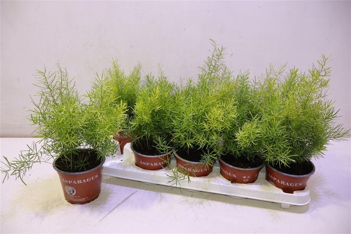 <h4>arr8 Aspar D Sprengeri</h4>