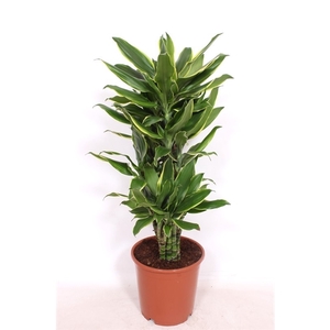 Dracaena Golden Coast