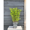 Ligustrum ovalifolium