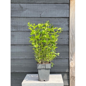 Ligustrum ovalifolium