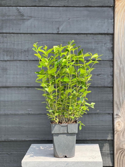 Ligustrum ovalifolium