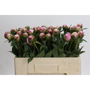 Paeonia Sarah Bernhardt