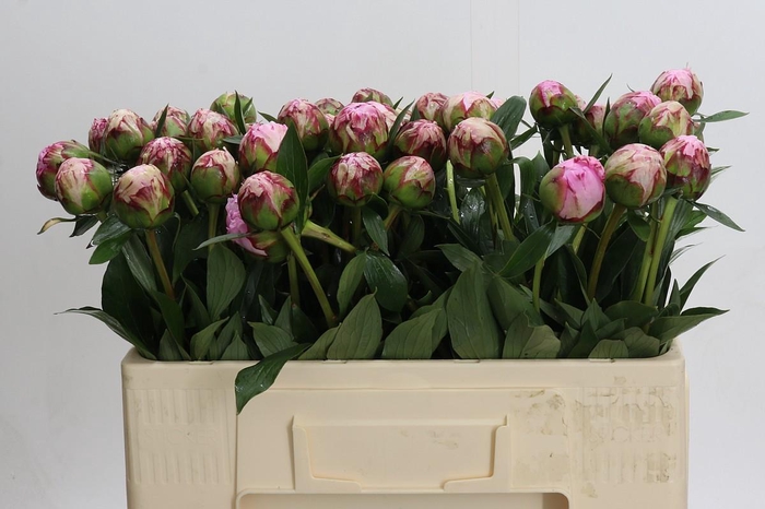 <h4>Paeonia Sarah Bernhardt</h4>