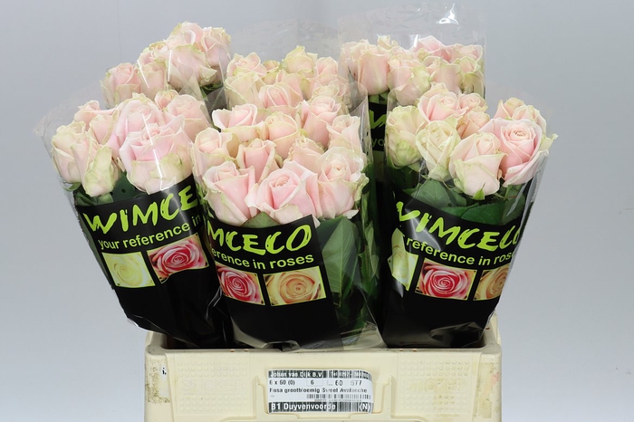 <h4>Rosa Gr Sweet Avalanche</h4>