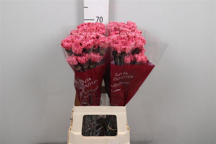 <h4>Di St Ov Kl B H% Lipstick</h4>