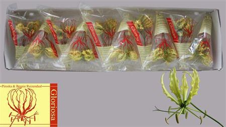 <h4>Gloriosa Lutea Short</h4>