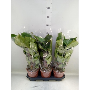 Homalomena rubescens 'Maggy'